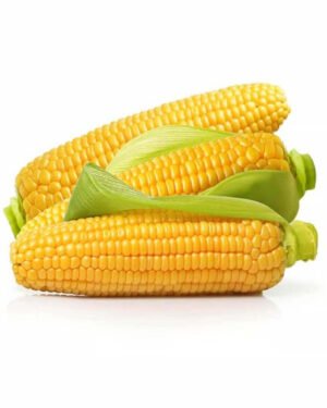 Sweet Corn